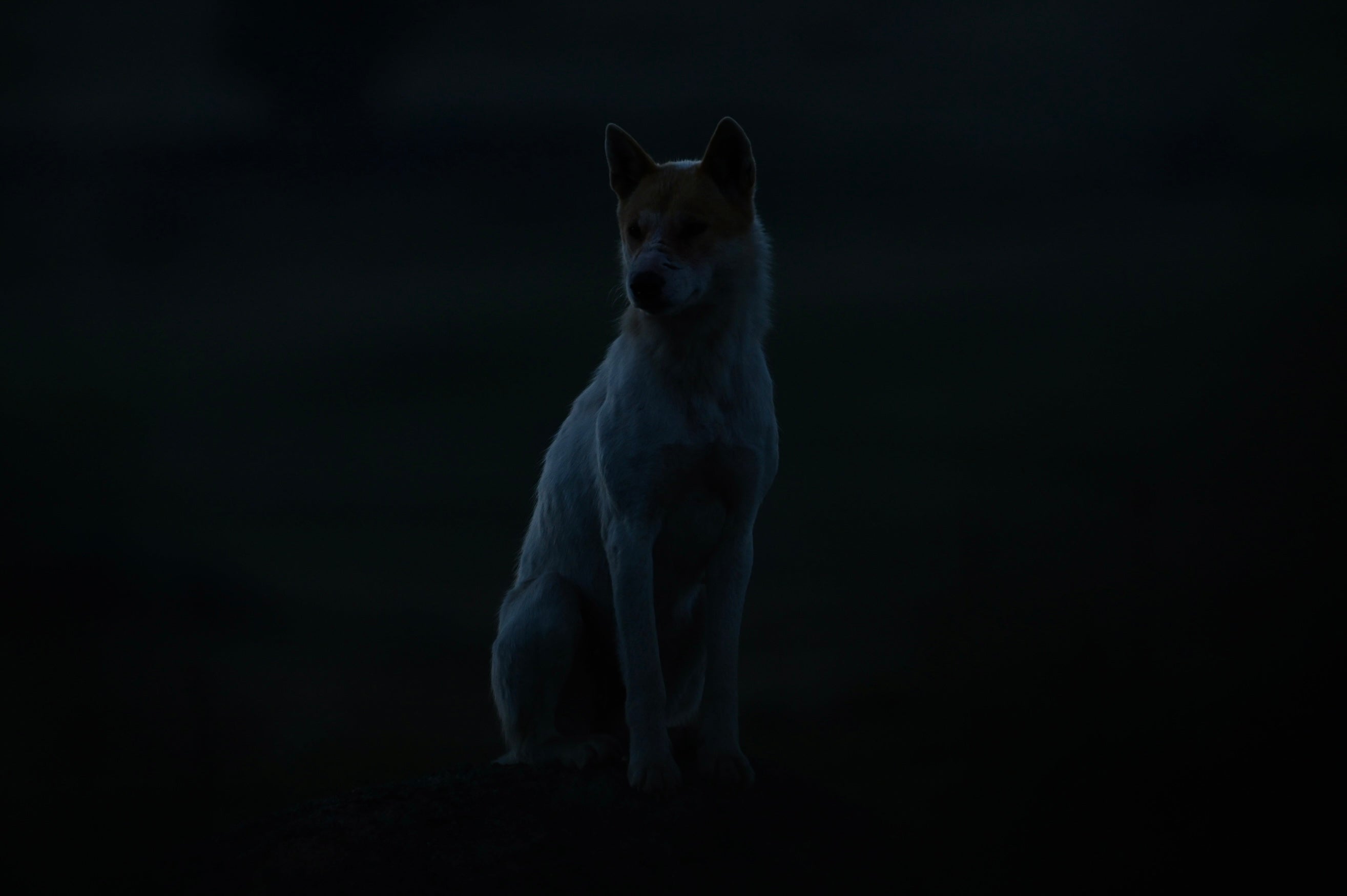 Alpine Dingo, ACT High Country