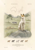 Alpine dingo print
