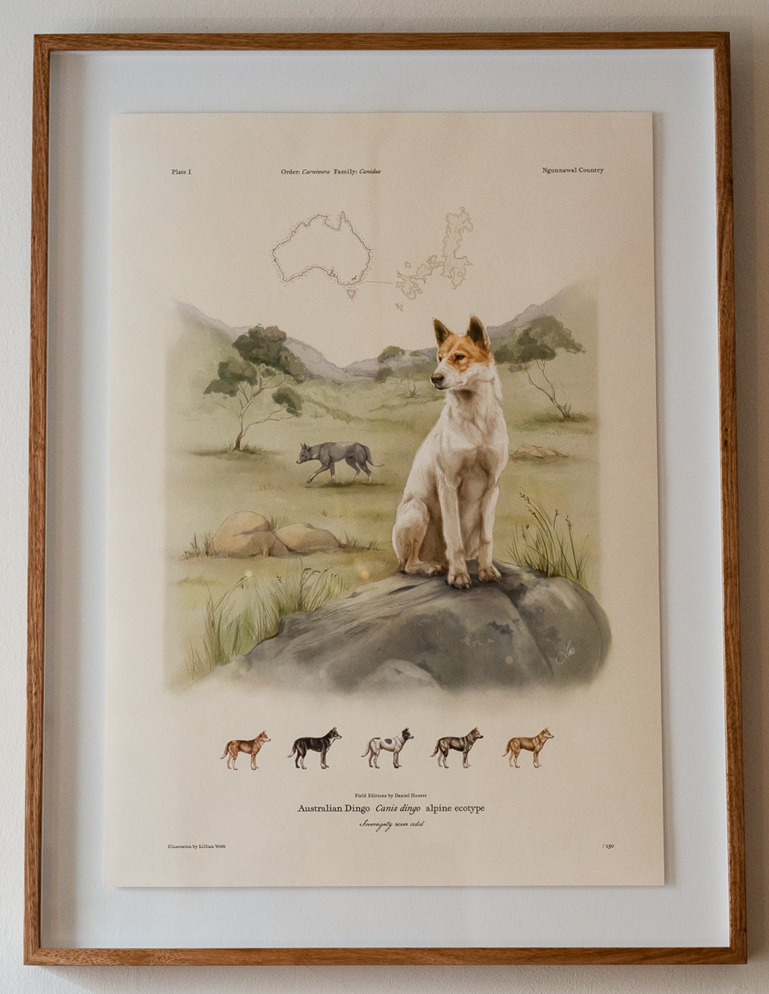Alpine dingo print